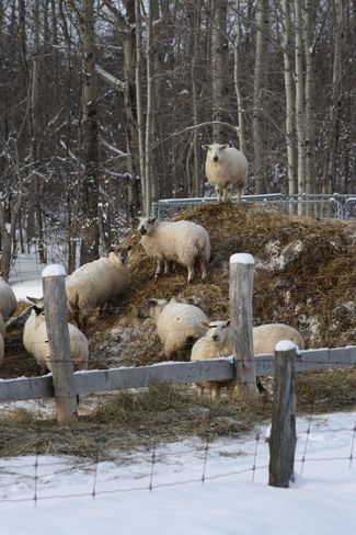 King of the Castle-Sheep Style Temiskaming Shores, Ontario Canada