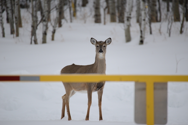 Mother Deer Winnipeg, Manitoba Canada