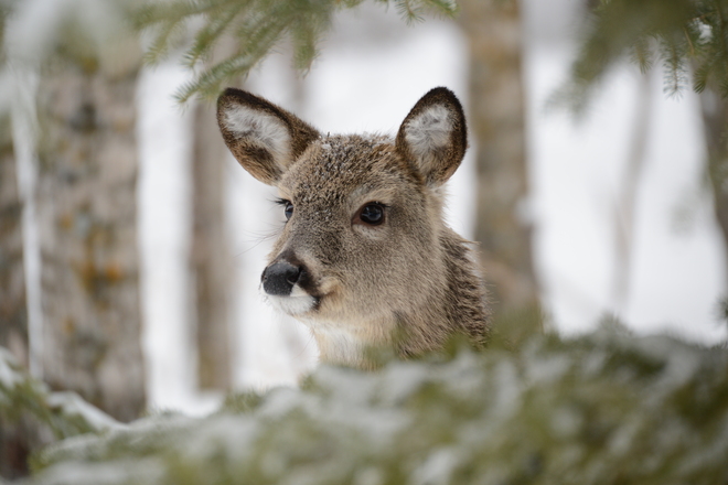 Young Deer Winnipeg, Manitoba Canada
