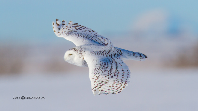"You got me flying". Snowy Owl said. Lyalta, Alberta Canada