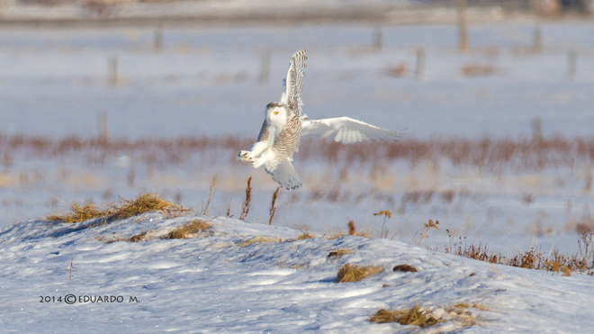 "You got me landing". Snowy Owl exclaimed. Lyalta, Alberta Canada
