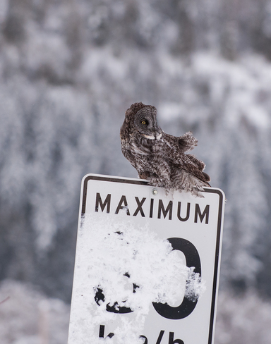Speedy owl Kaslo, British Columbia Canada