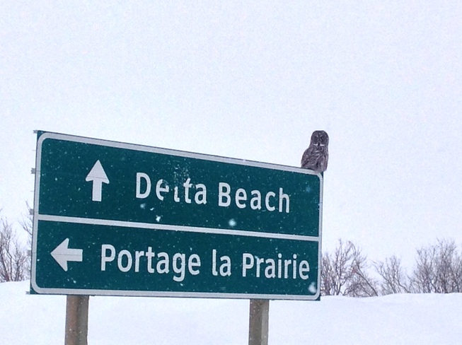 owl Portage La Prairie, Manitoba Canada