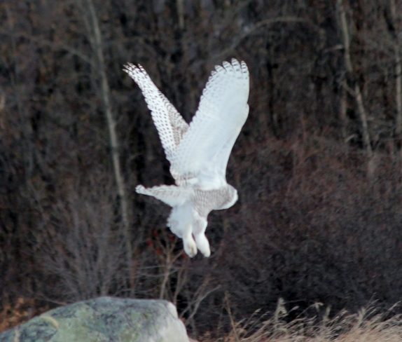 Snow Owl Colborne, Ontario Canada