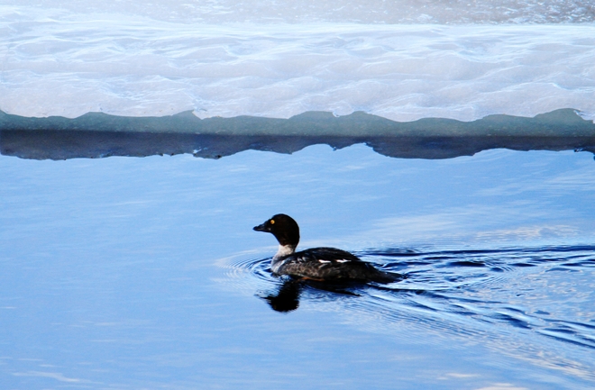icy waters Brooks, Alberta Canada