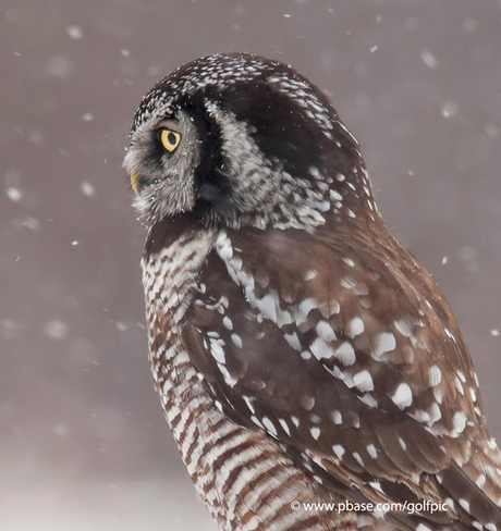 Northern Hawk Owl in falling snow Ottawa, Ontario Canada