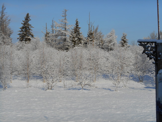 Snow Covered Trees Bridgetown, Prince Edward Island Canada