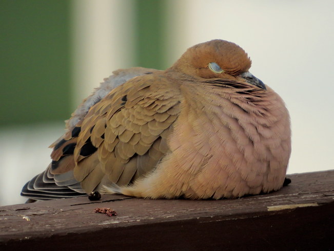 Sleeping Dove Hastings, Ontario Canada