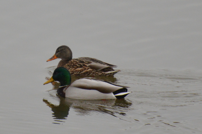Pair Of Mallard Ducks Pitt Meadows, British Columbia Canada