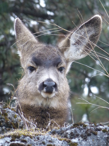Deer as NSA Member.....hears and sees everything 
