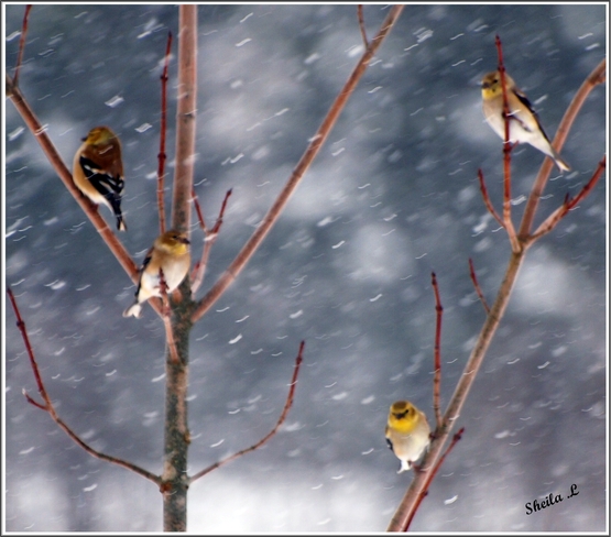 Yellow Finches In The Snow Canning, Nova Scotia Canada