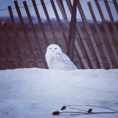 Snowy Owl Vineland Station, Ontario Canada