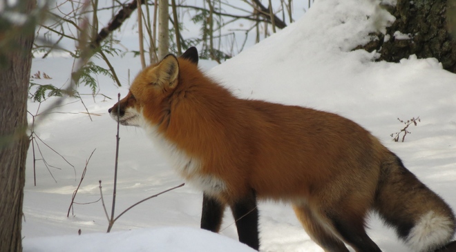 We need a fur coat! Dunsford, Ontario Canada