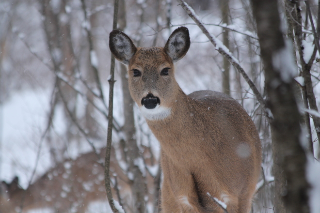 Curious Deer Kingston, Ontario Canada