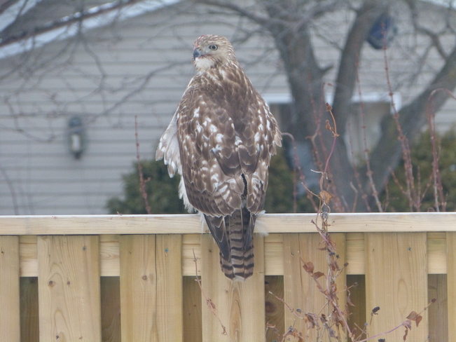 Hawk Tecumseh, Ontario Canada