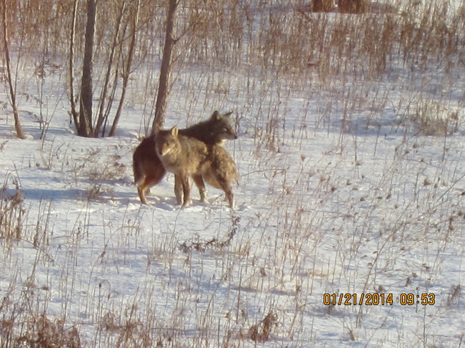 Coyotes enjoying -30 deg windchill Markham, Ontario Canada