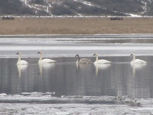 swan family Vernon, British Columbia Canada