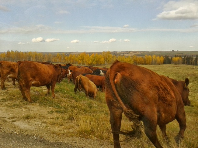Cow Crossing Drayton Valley, Alberta Canada
