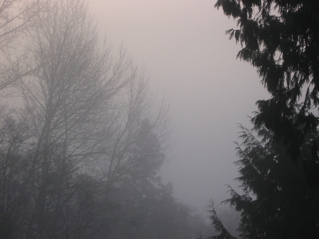 fog Surrey, British Columbia Canada