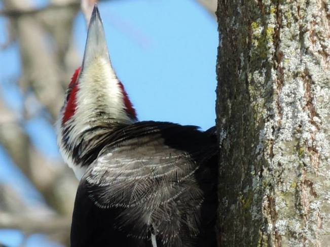 Pileated Woodpecker Brockville, Ontario Canada