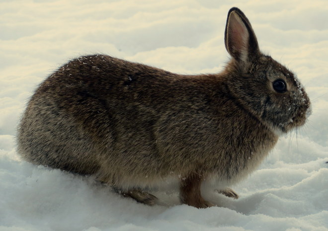 Rabbit Hastings, Ontario Canada