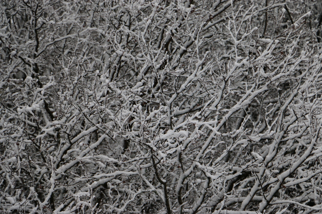 Snow on trees Dartmouth, Nova Scotia Canada