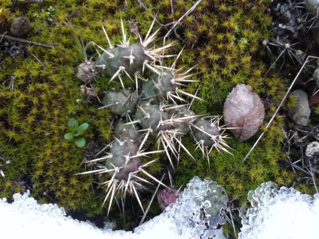 a snow cactus huddle South Vernon, British Columbia Canada