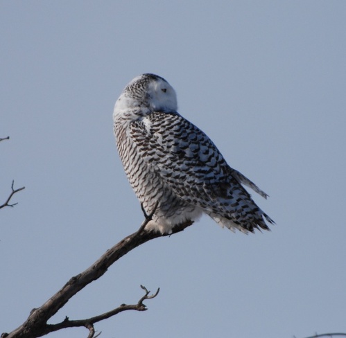 Snowy Owl Hamilton, Ontario Canada