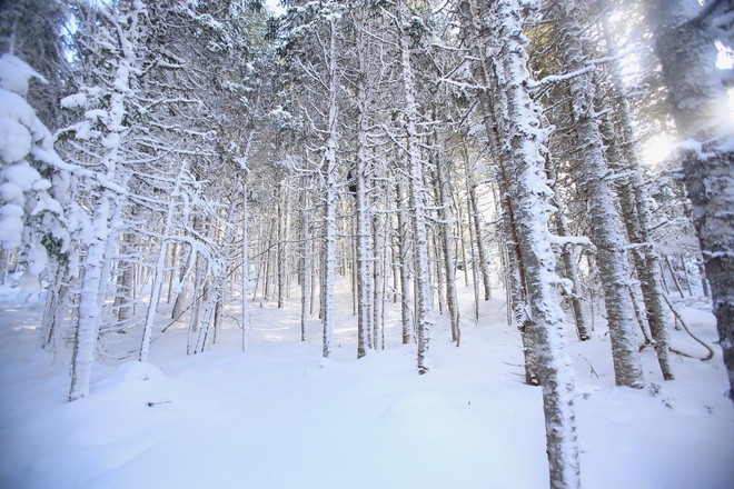 Snowy trees Deer Lake, Newfoundland and Labrador Canada