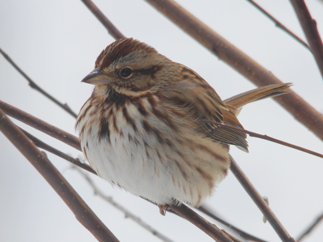 Song Sparrow Fergus, Ontario Canada