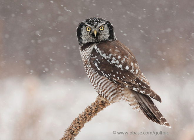 Northern Hawk Owl Ottawa, Ontario Canada