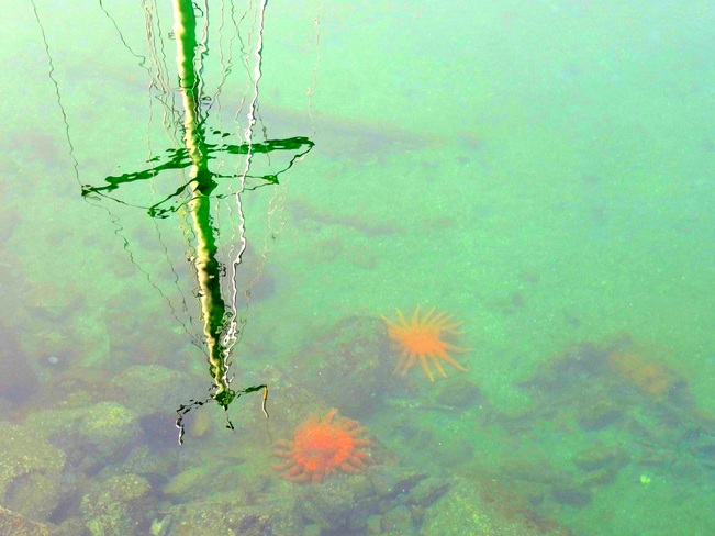 Sunfish at low tide Comox, British Columbia Canada
