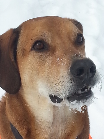 Snow on my dogs muzzle St. Williams, Ontario Canada