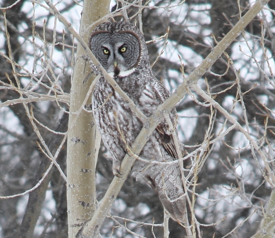 Great Gray Owl MacDonald, Manitoba Canada