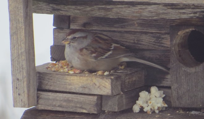 Chipping sparrow? Rutherglen, Ontario Canada