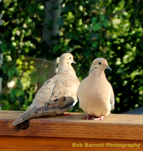 Love Birds Sudbury, Ontario Canada