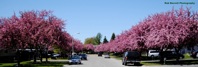 Spring Colours In Our Neighborhood Sudbury, Ontario Canada