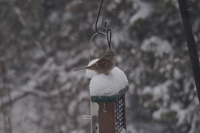 Hungry Tree Sparrow Coboconk, Ontario Canada