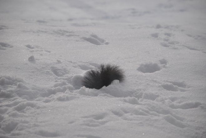 Squirrel hiding in snow Guelph, Ontario Canada