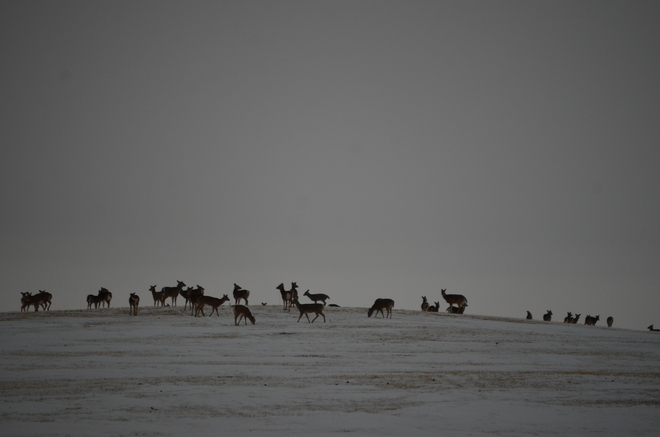 deer herd Dundurn, Saskatchewan Canada