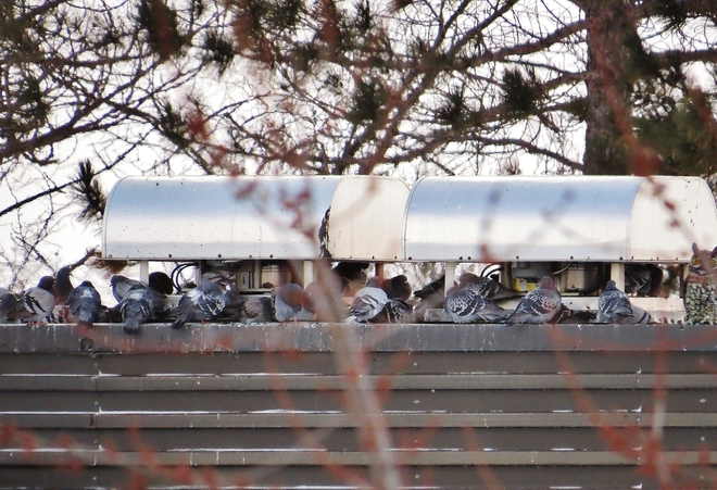 Rooftop warming station for chilled pigeons. North Bay, Ontario Canada