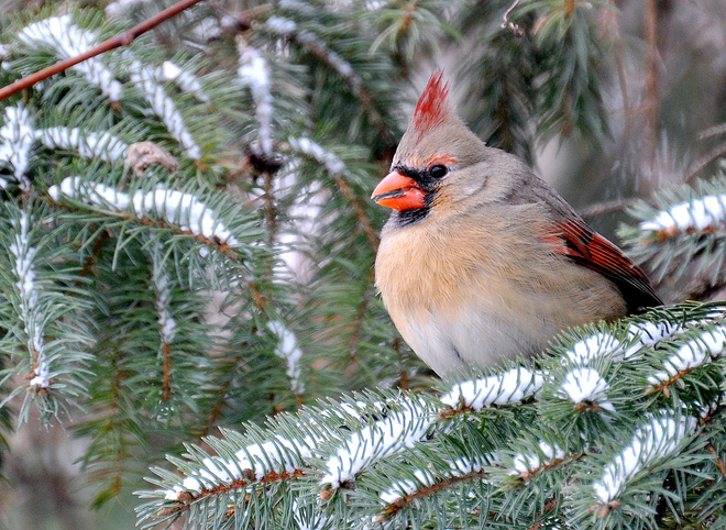 Female cardinal Windsor, Ontario Canada