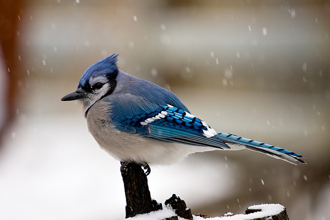 Bluejay in snow Saskatoon, Saskatchewan Canada