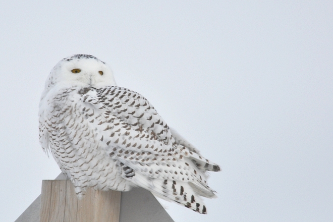 Snowy Owl Gads Hill, Ontario Canada