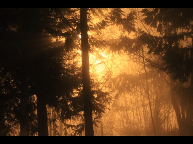 Fog+trees+streetlight=amazing Nanaimo, British Columbia Canada