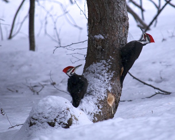 Pileated Woodpecker Bathurst, New Brunswick Canada