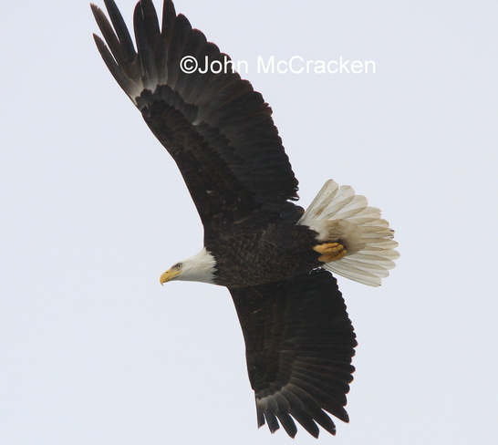 Blad Eagle in flight! 