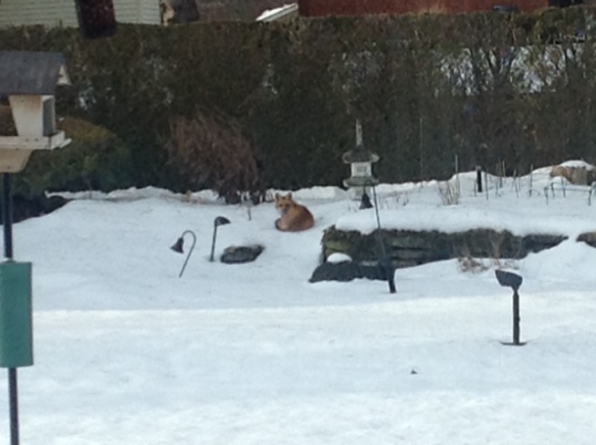 Fox in Backyard Sweaburg, Ontario Canada