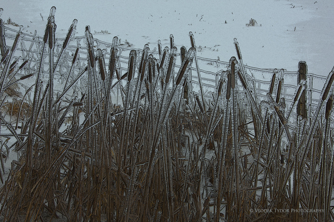 Ice Storm Reeds Elmira, Ontario Canada