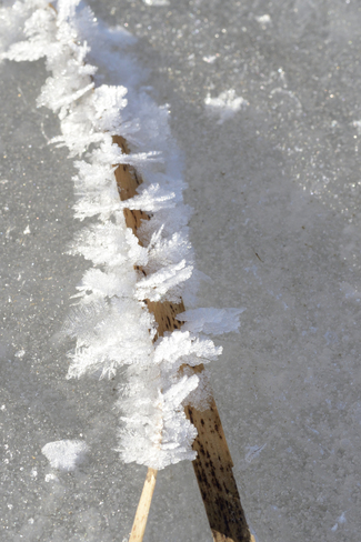 Feathery Frost. Brooks, Alberta Canada